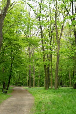 Eski yeşil Park yolundaki ülke