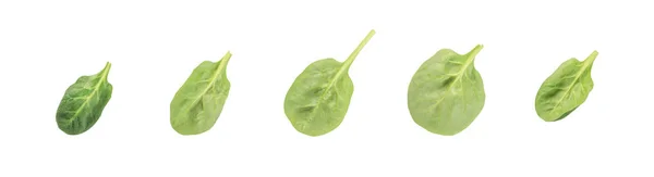 Колекція свіжих листя шпинату — стокове фото