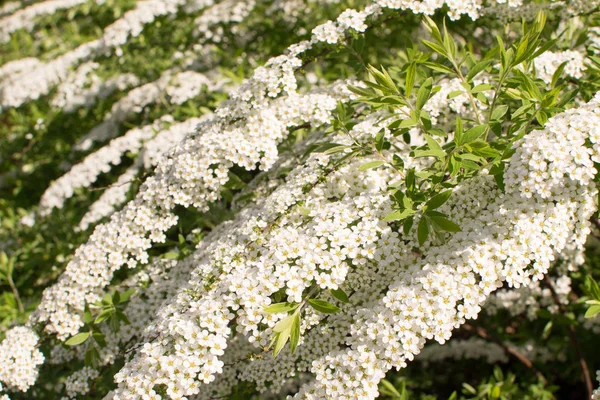 Spiraea Thunbergii квіти — стокове фото