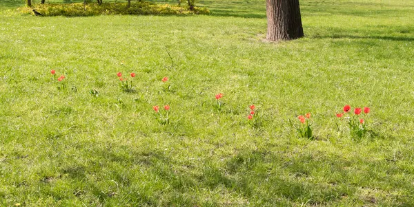 Wild Red Tulips on a Sunny Green Meadow — ストック写真