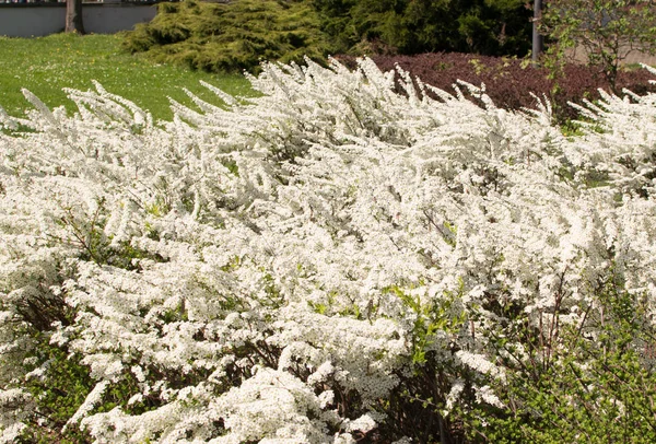 Spiraea Thunbergii квіти — стокове фото