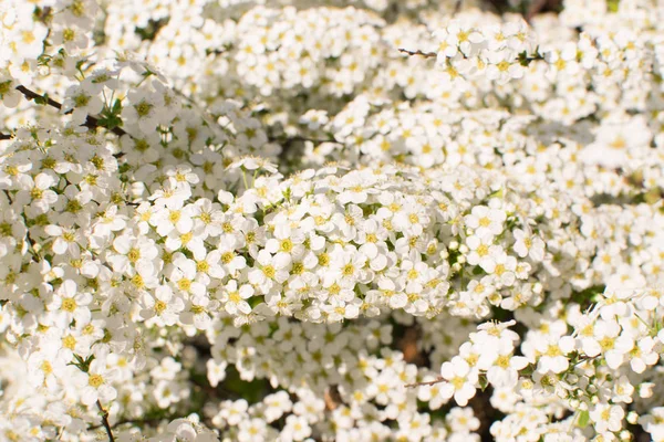 Spiraea Thunbergův květiny — Stock fotografie