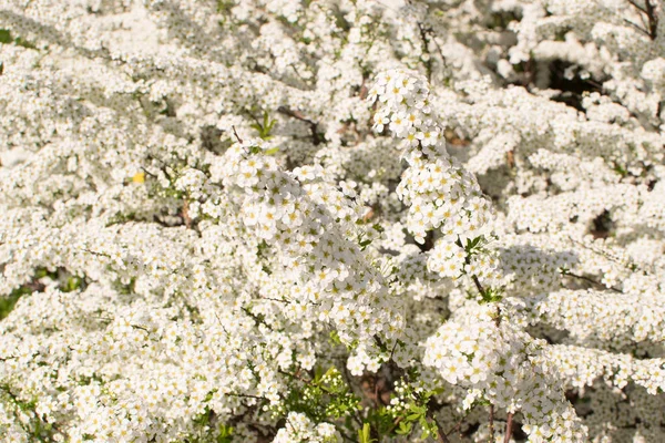 Spiraea Thunbergii bloemen — Stockfoto