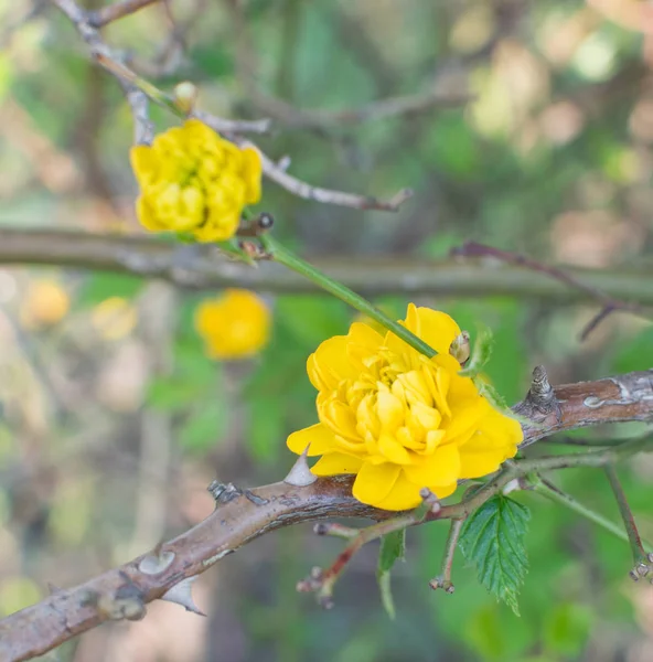 Yellow Spring Flowers — Stock Photo, Image