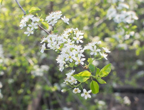 Prachtige kersen bloemen in lente tuin — Stockfoto