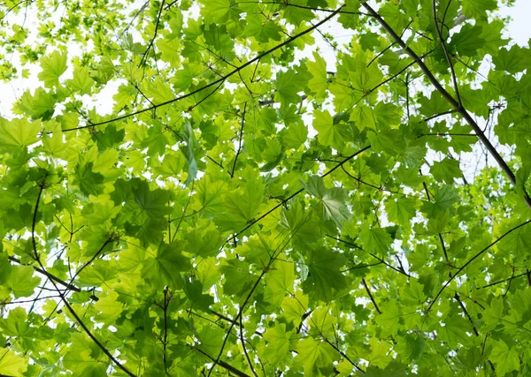 Junge hellgrüne Frühlingsblätter — Stockfoto