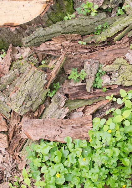 Old Tree Bark with Green Plant — Stock Photo, Image