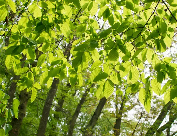 Jeunes feuilles de printemps vert clair — Photo