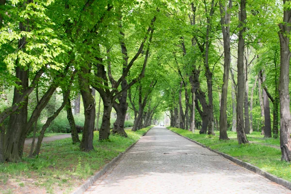 Wersalska ścieżka w starym Green Park — Zdjęcie stockowe