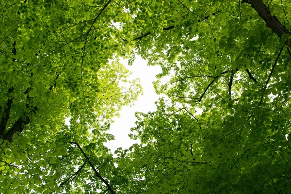 Молодые светло-зеленые листья — стоковое фото