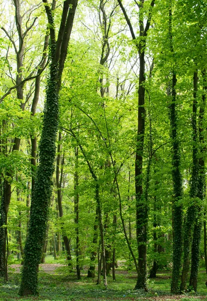 Genç ışık yeşil bahar yaprakları — Stok fotoğraf