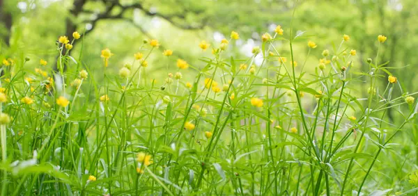 黄色春の花 — ストック写真