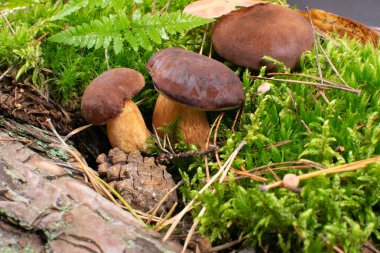 Boletus Badius veya Wold Ormanı 'ndaki Bolete Körfezi Mantarları