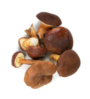 Boletus Badius veya Bay Bolete Mantar Koleksiyonu İzole Edildi