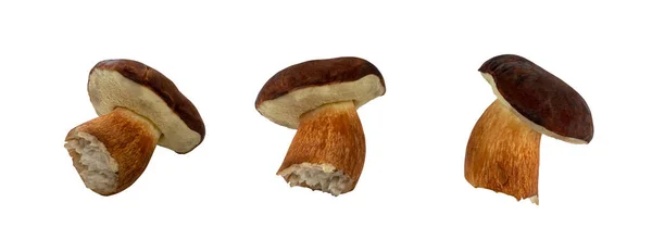Boletus Badius lub Bay Bolete Mushroom Collection izolowane — Zdjęcie stockowe