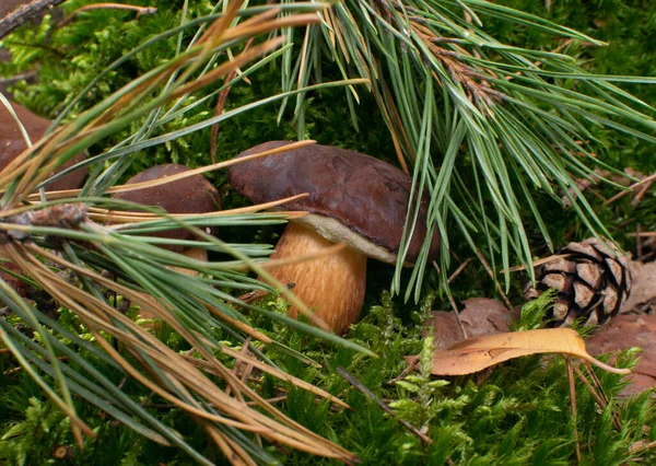 Bolet Badius ou baie de Bolete Champignons dans la forêt de Wold — Photo