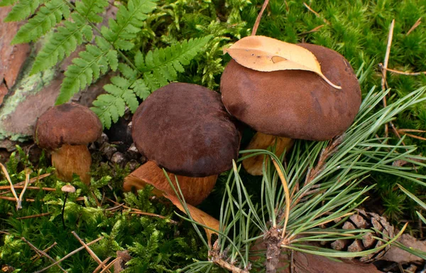 Boletus Badius ou Bay Bolete Cogumelos em Wold Forest — Fotografia de Stock