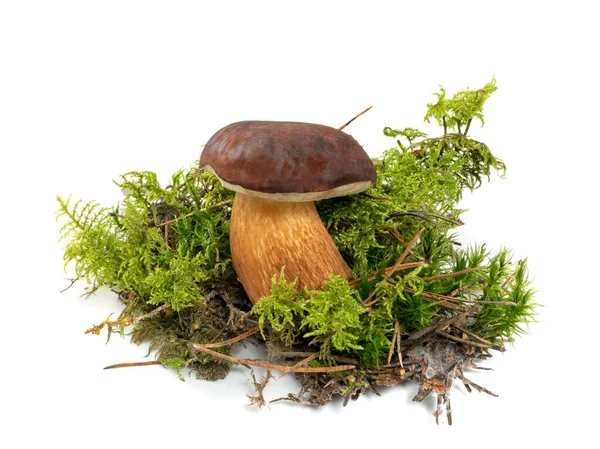 Boletus Badius ya da Bay Bolete Mantarı yalıtılmış.