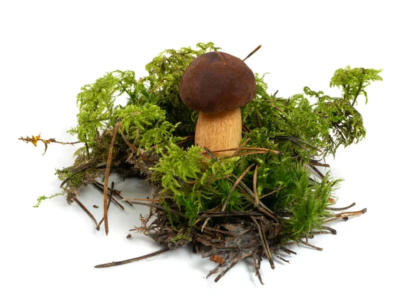 Boletus Badius або Bay Bolete Mushroom в Мосс Ізольований — стокове фото