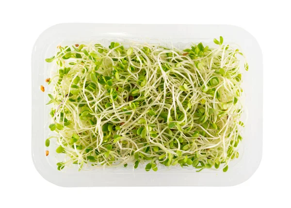 Red Clover Sprouts, Micro Green Healthy Eating Concept — Stock Photo, Image