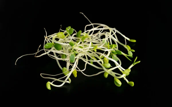 Red Clover Sprouts, Micro Green Healthy Eating Concept