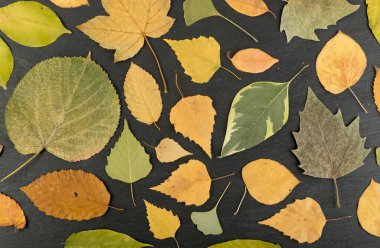 Kamuflaj Renklerde Düz Kuru Yapraklar veya Orman Zemini