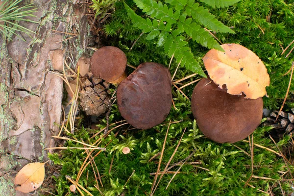 Boletus Badius veya Wold Ormanı 'ndaki Bolete Körfezi Mantarları — Stok fotoğraf