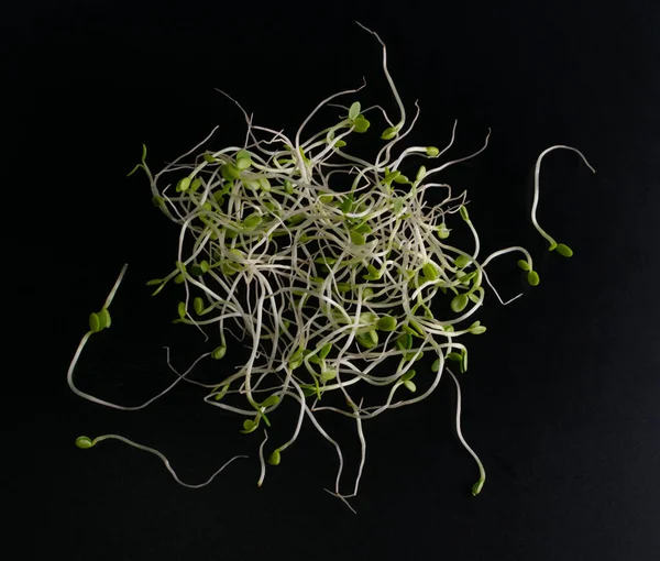 Brotos de trevo vermelho, conceito de alimentação saudável micro verde — Fotografia de Stock