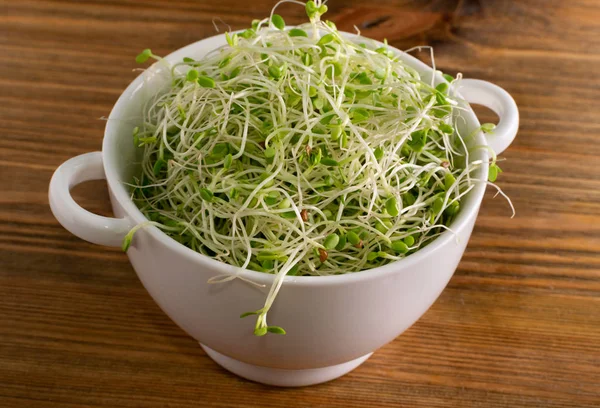 Rotkleesprossen, mikrogrünes gesundes Ernährungskonzept — Stockfoto