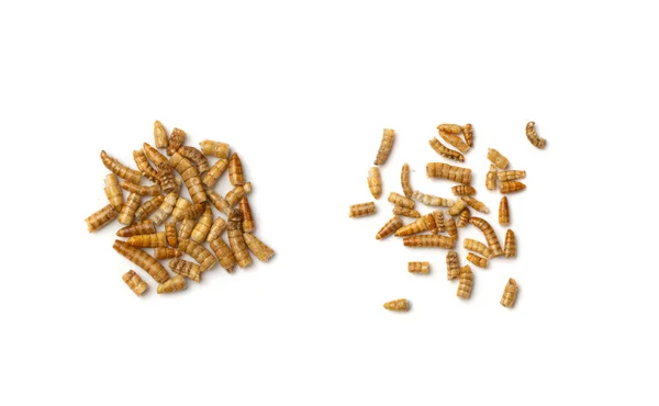 Sušené larvy potravinářských červů jako zdroj bílkovin pro domácí mazlíčky — Stock fotografie