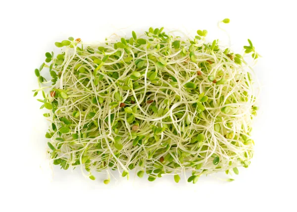 Red Clover Sprouts Radish Sprouts White Background Top View Sprouted — Stock Photo, Image