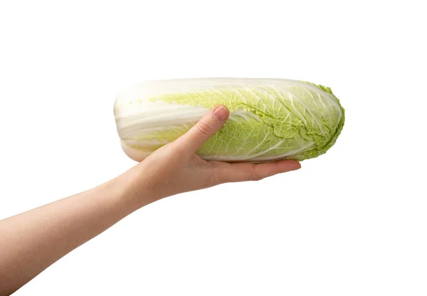 Hand Holding Whole Chinese Cabbage, Napa Cabbage or Wombok Isolated with Clipping Path. Fresh Green Cabbage on White Background — Stock Image Hand Holding Whole Chinese Cabbage Napa Cabbage Wombok Isolated Clipping Royalty Free Stock Photos