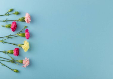 Karanfil çiçeği düz düz serin mavi arka plan görünümlü yatıyordu. Dianthus 'un pembe ve kırmızı çiçekleri veya schabaud düz doku deseni