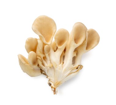 İşlenmemiş istiridye mantarları kesme yolu olan beyaz arka planda izole edilmiş. Taze pleurotus ya da deniz kulağı mantarları kapatın ve yukarı bakın.