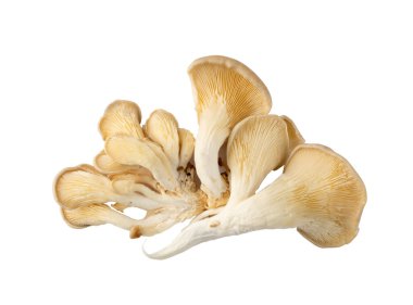 İşlenmemiş istiridye mantarları kesme yolu olan beyaz arka planda izole edilmiş. Taze pleurotus ya da deniz kulağı mantarları kapatın ve yukarı bakın.