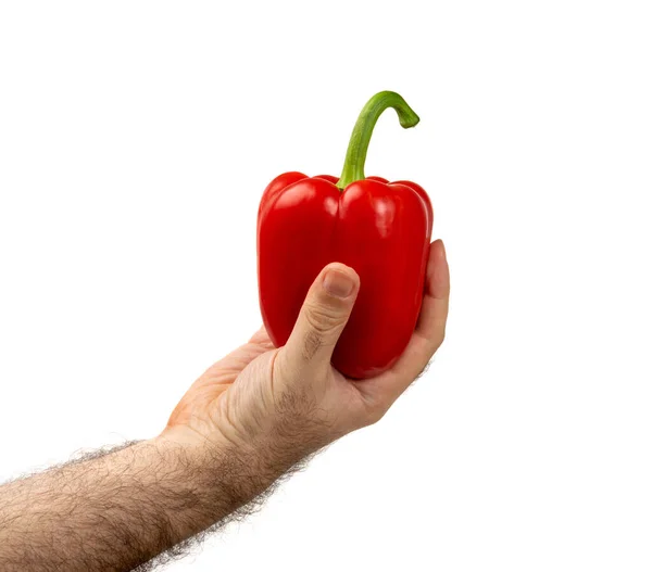 Man Hand Holding Paprika Red Sweet Pepper Isolated White Background — Stock Photo, Image