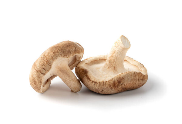 Fresh shiitake mushrooms isolated on white background. Raw shitake, healthy organic asian fungi