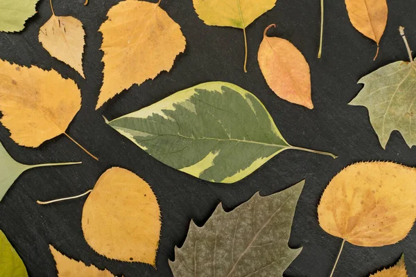 Chão Floresta Cores Camuflagem Com Bétula Carvalho Bordo Castanha Sicômoro — Fotografia de Stock