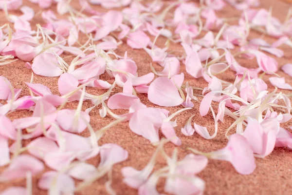 Pink carnation petals pattern, Flower flakes texture background closeup. Rose petal wallpaper, spring blossom romantic mockup