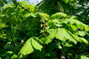 Açık Yeşil Kestane Ağacı Yaprakları ve Çiçekler Güneş Işığı Altında. Güzel Güneş Işığı Doğal Bahar Dokuları Arkaplanı