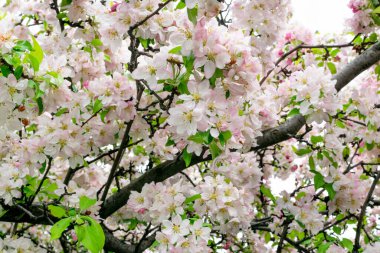 Güzel Elma Çiçekleri dokusu arka planı. Bahar Japonya Bahçesi veya Bahçesinde Beyaz ve Pembe Meyve Çiçekleriyle Doğal Desen
