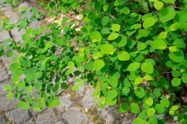 Genç Açık Yeşil Ağaç Yaprakları Güneş tarafından aydınlatılıyor. Güzel Güneş Işığı Doğal Bahar Dokuları Arkaplanı