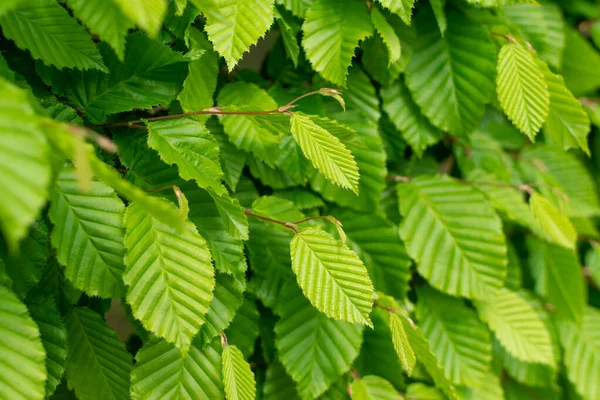 Hojas Árbol Verde Claro Joven Iluminadas Por Sol Hermoso Sol —  Fotos de Stock