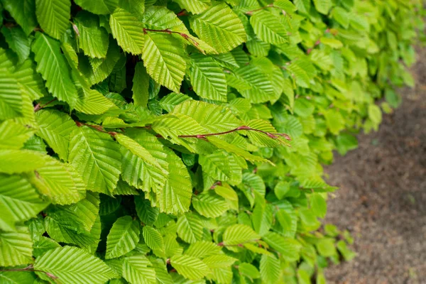 Hojas Árbol Verde Claro Joven Iluminadas Por Sol Hermoso Sol —  Fotos de Stock