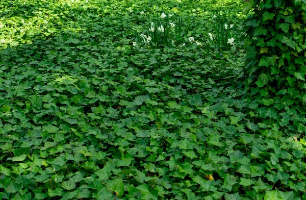 Antiguo Parque Cubierto Hiedra Parthenocissus Tricuspidata Hiedra Boston Alfombra Hiedra — Foto de Stock