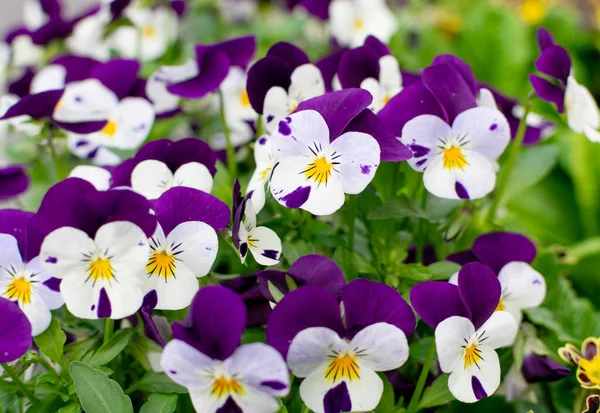 Purple Violet Pansies, Tricolor Viola Closeup. Flowerbed with Viola Flowers, Heartsease, Johnny Jump up or Three Faces in a Hood Flower Texture Background — Stock Image Purple Violet Pansies Tricolor Viola Closeup Flowerbed Viola Flowers Heartsease Royalty Free Stock Photos