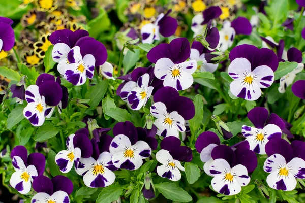 Purple Violet Pansies, Tricolor Viola Closeup. Flowerbed with Viola Flowers, Heartsease, Johnny Jump up or Three Faces in a Hood Flower Texture Background — Stock Image Purple Violet Pansies Tricolor Viola Closeup Flowerbed Viola Flowers Heartsease Stock Image
