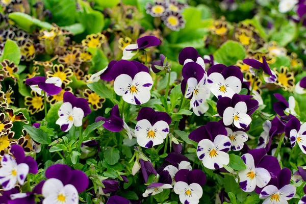 Purple Violet Pansies, Tricolor Viola Closeup. Flowerbed with Viola Flowers, Heartsease, Johnny Jump up or Three Faces in a Hood Flower Texture Background — Stock Image Purple Violet Pansies Tricolor Viola Closeup Flowerbed Viola Flowers Heartsease Stock Photo