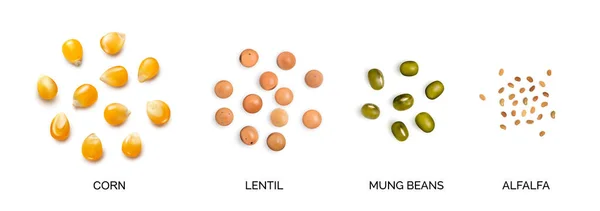 Vetor Realista Ilustração Leguminosas Milho Coleção Isolada Sobre Fundo Branco — Vetor de Stock