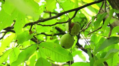 Ceviz ağacı dalı olarak olgunlaşır. Zengin ceviz meyve ağacı dalı asmak.